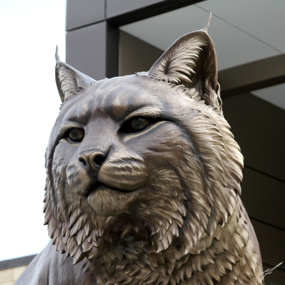 wildcat3
