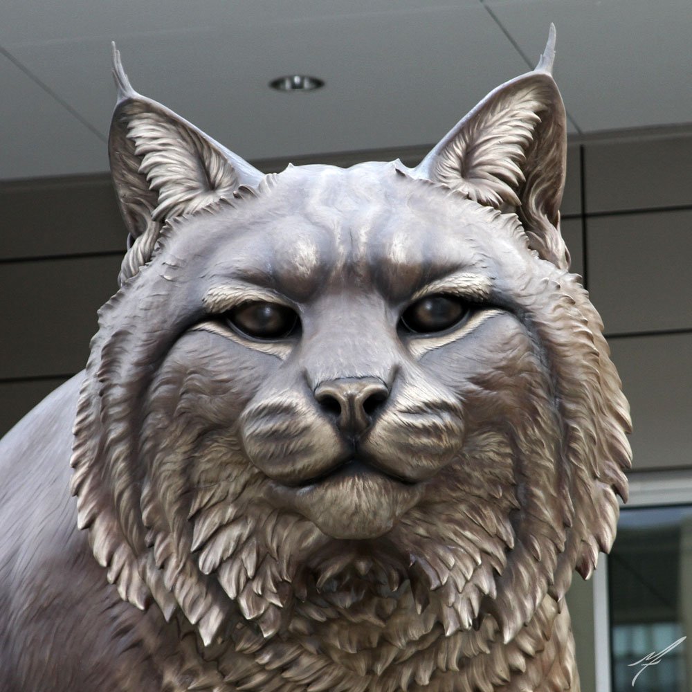 wildcat4