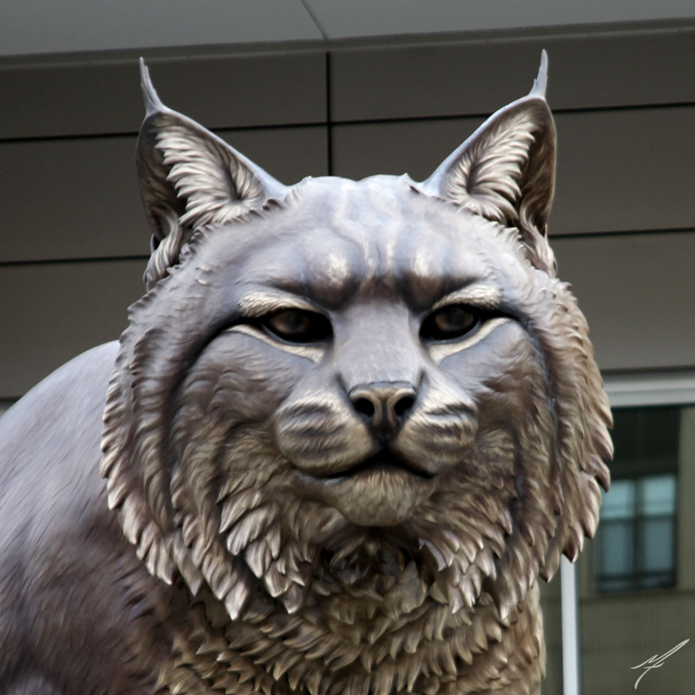wildcat5