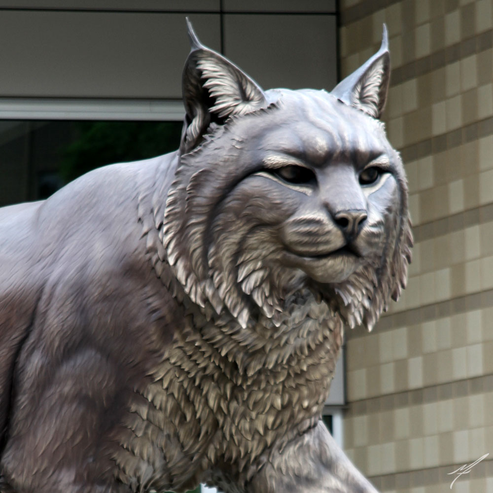 wildcat6