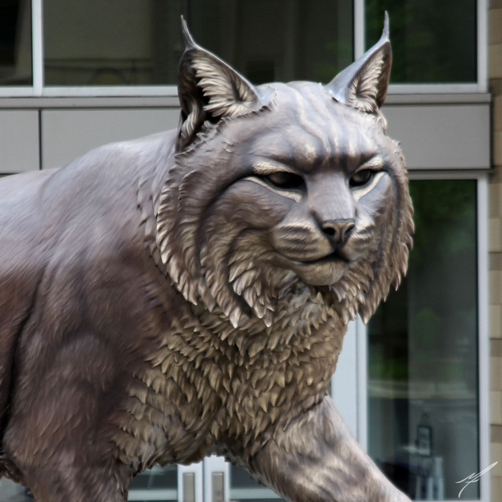 wildcat7