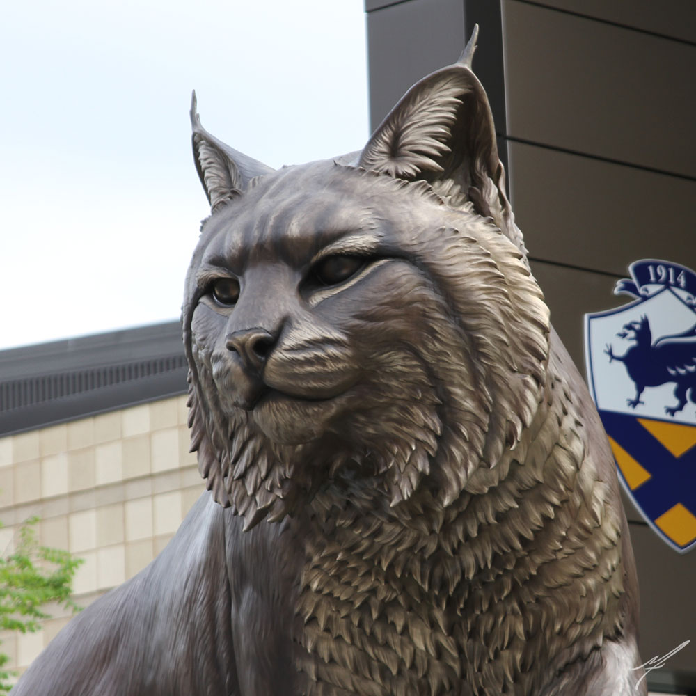 wildcat9